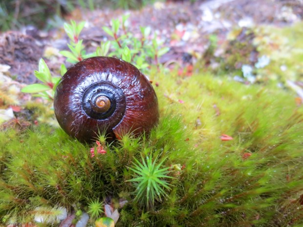 We were delighted to find a carnivorous snail; these creatures are only found in New Zealand and are sadly endangered. They can be a large as a 'man's fist' but this one was more like 4-5cm in diametre