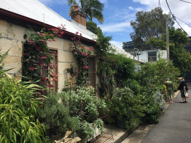 Cat Alley, Surry Hills