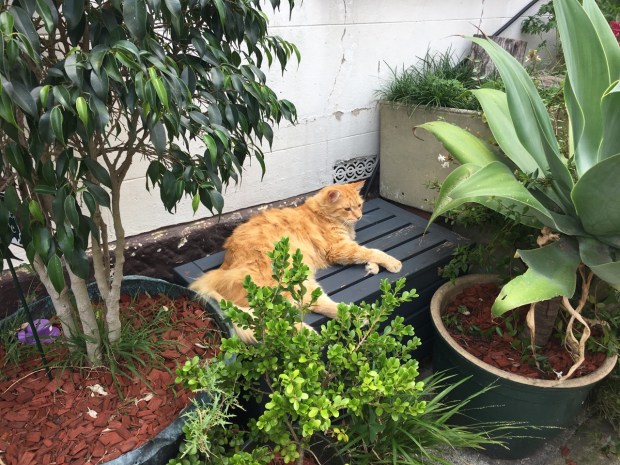 Cat Alley, Surry Hills