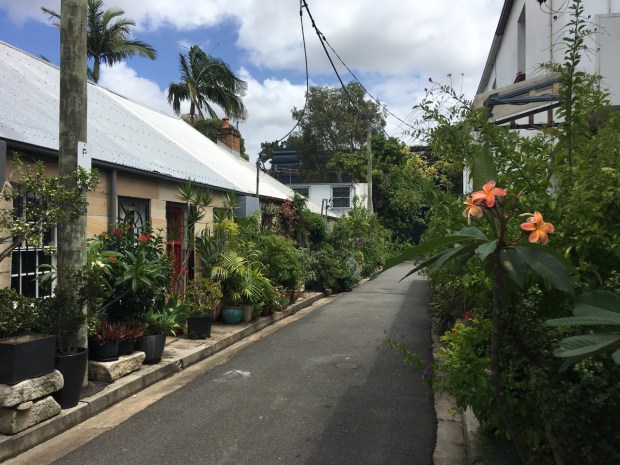 Cat Alley, Surry Hills