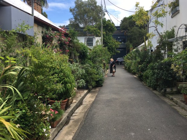 Cat Alley, Surry Hills
