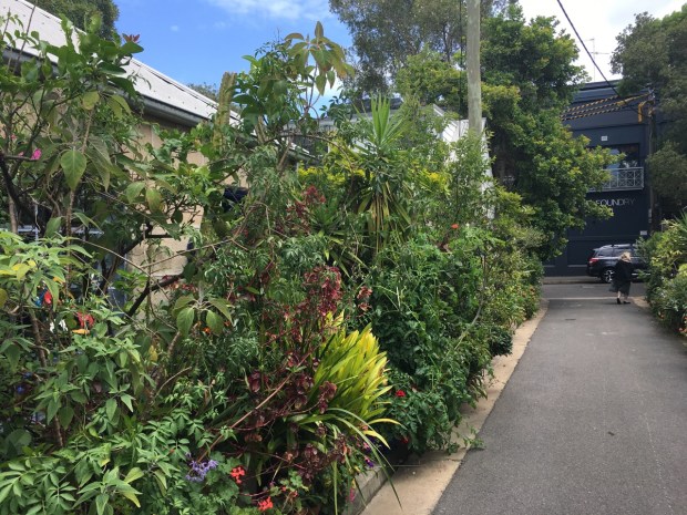 Cat Alley, Surry Hills