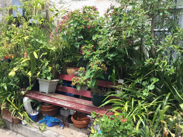 Cat Alley, Surry Hills