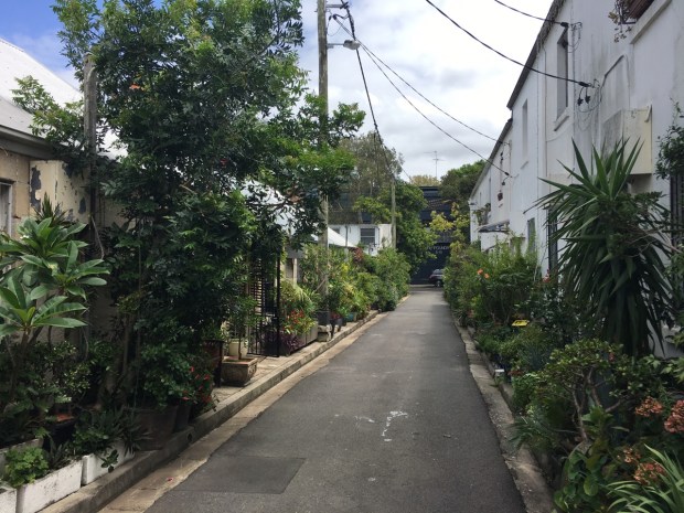 Cat Alley, Surry Hills