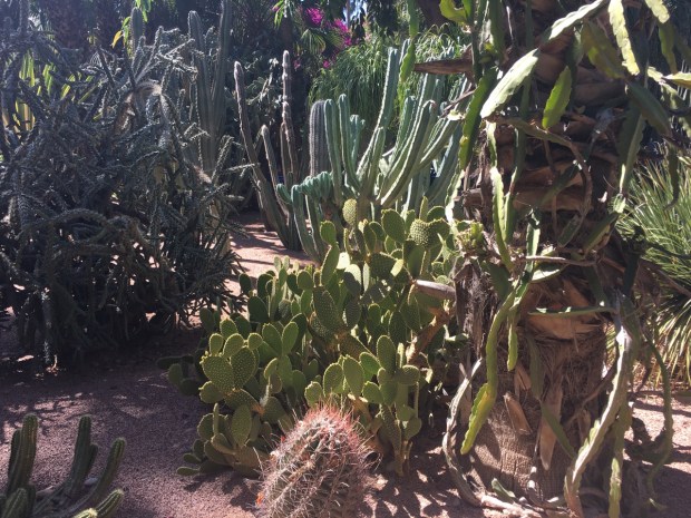 Incredible yellow spotted cactus (centre). Not, I appreciate that's unlikely to be it's latin name!