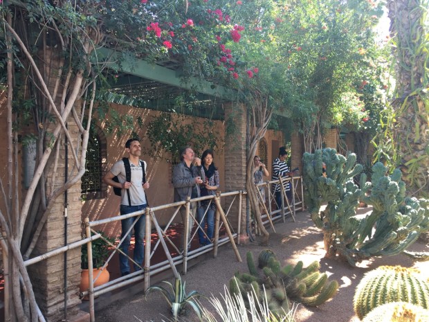 Just a bed of random cacti. But just look at the absorption of every observer's face. This is one special cactus garden.