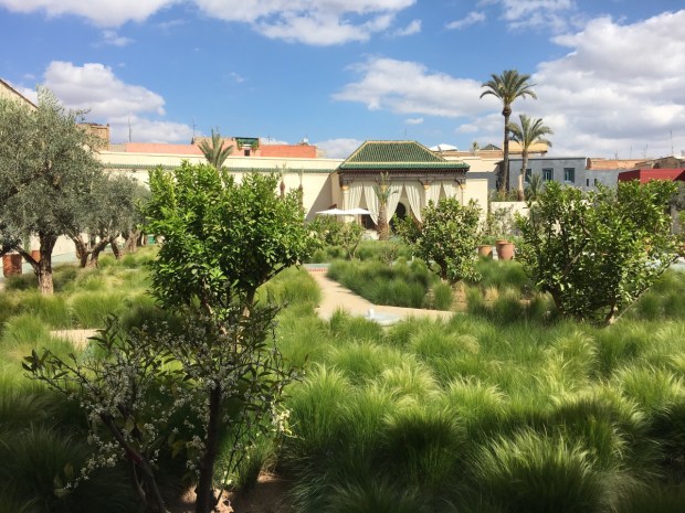 Just look at the lushness and movement in these Stipa tenuissisma
