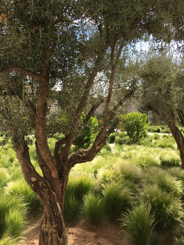 Mature olive trees add a dimension of longevity