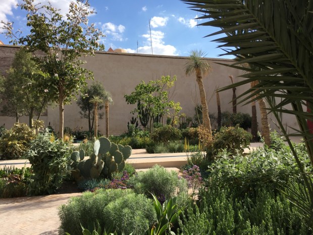 Prickly pear (Opuntia) was a weed in this area and yet in a controlled manner, it looks fabulous here