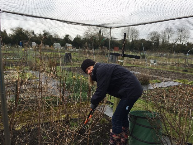 Pruning Mum's raspberries