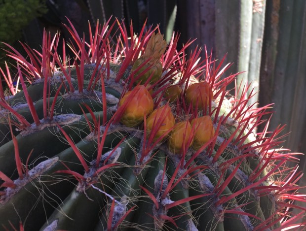 The buds are little miracles of horticulture!