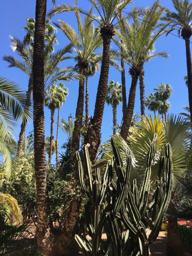 The forms of plants and trees were very architectural
