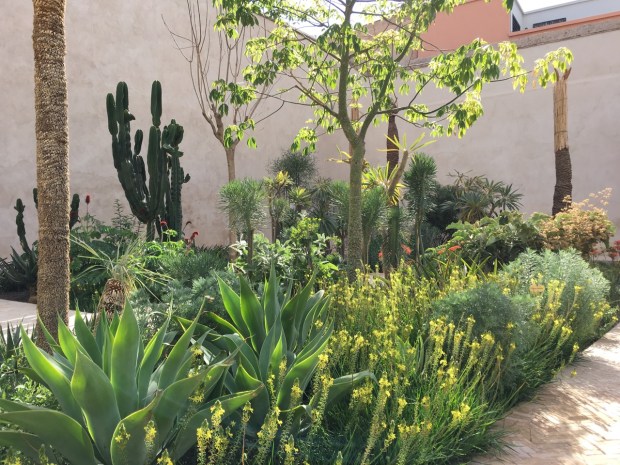 The yellow Bulbine frutescens looks magical next to Agave attenuata, one of Sydney's most common plants. So why haven't I seen (or indeed used myself!) this combination before?