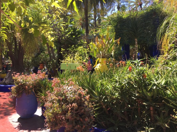 This mix of Aloe and Kalanchoe provide a surprisingly lush, abundant look