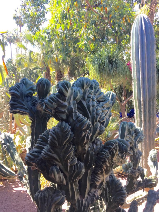 Wonderfully wierd cacti at Jardin Marjorelle