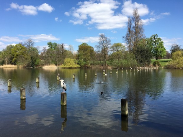A grey heron watches over the ducks on the Serpentine