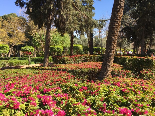 Carpets of Azalea are well maintained at Cyber Park, Marrakech