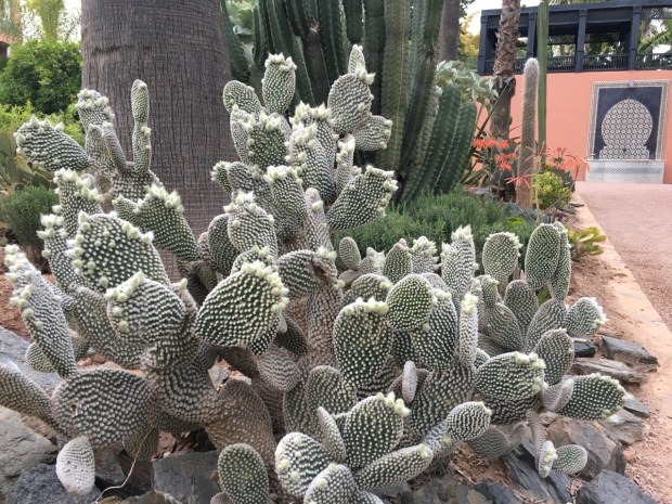 Clever design to link cactus to water feature, or just happy coincidence?