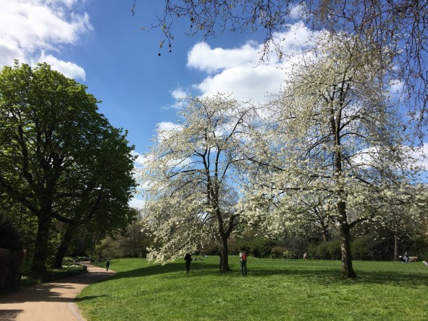Elegant cherry blossoms adorn Hyde Park