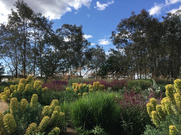 Euphorbia and Penstemon 'Blackbird' provide rhythm to this garden, designed by Michael McCoy