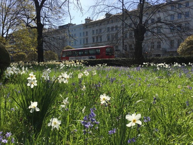 I love these delicate, cream daffodils, especially mixed in with the native bluebells