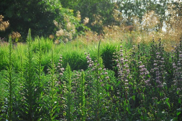 Lazy, hazy, summer afternoons. Everything feels OK when you see plantings like this. Photo: Michael McCoy