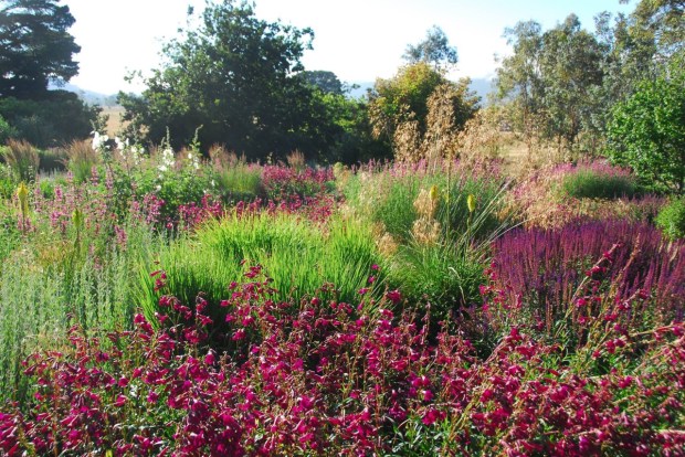 Similar colours can look terrible when closely combined, but nothing jars in this garden. Photo: Michael McCoy