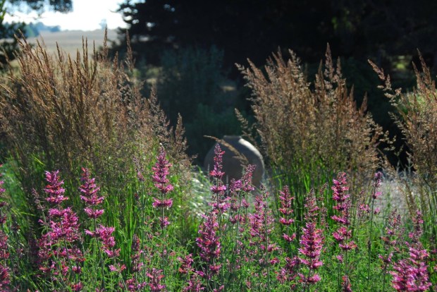 Simple and delightful. Agastache 'Sweet Lili' with Calamagrostis grasses. Photo: Michael McCoy