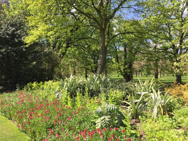 Such a lush mix of perennials so early in the year in Hyde Park