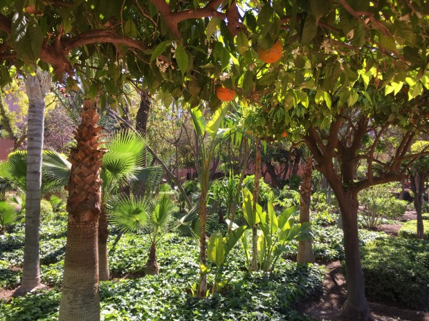 The ivy covering makes this garden feel so lush at Cyber Park Marrakech (where wifi is also free and abundant and the park is full of young people)