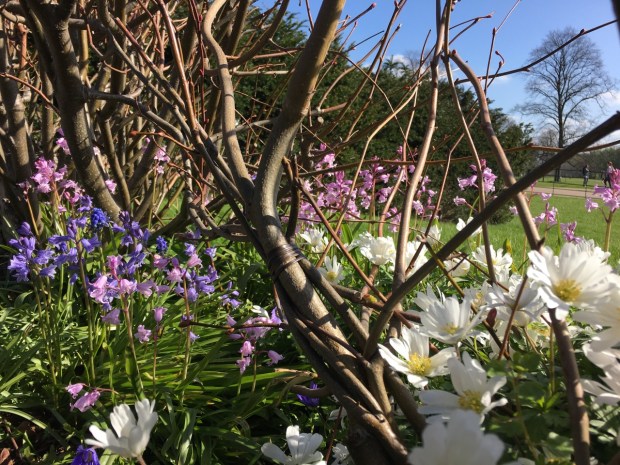 There are even hedgerows to be found in Hyde Park