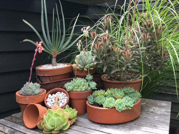 This collection of succulents (how we all love the Aloe plicatilis, top left!) are not only beautiful but thrive in Melbourne's climate