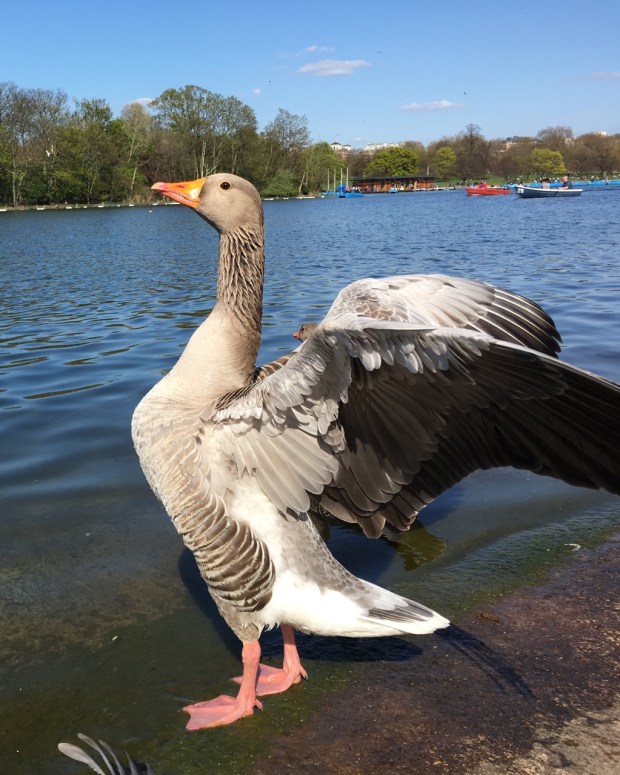 This greylag goose asserted his presence quite successfully!
