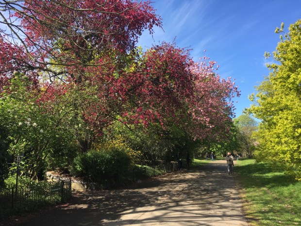 This scene reminds me of spring in Mount Wilson, NSW
