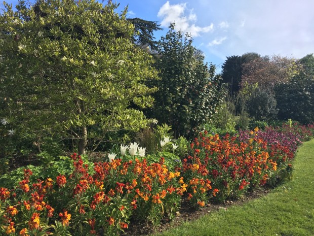 Wallflowers give such a boost of colour at this time of year