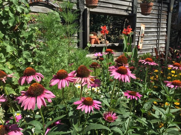 Who can resist Echinacea? Photo: Steven Wells