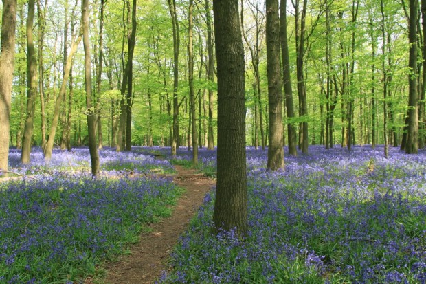 A path winds through the bluebell forest at Ashridge
