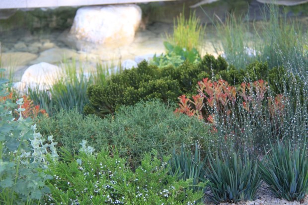 Anigozanthos (kangaroo paws) were one of the few dominant flowers in Andy's garden