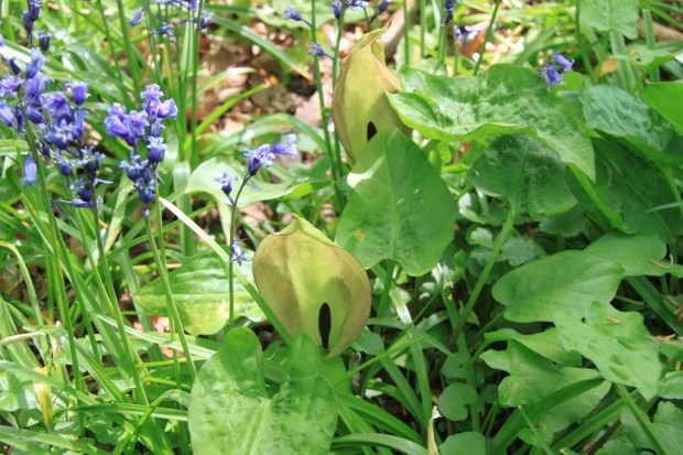 Arum flowers poking up between the bluebells