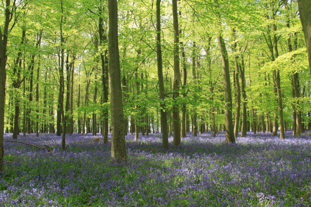 Beech trees and bluebells at Ashridge Estate