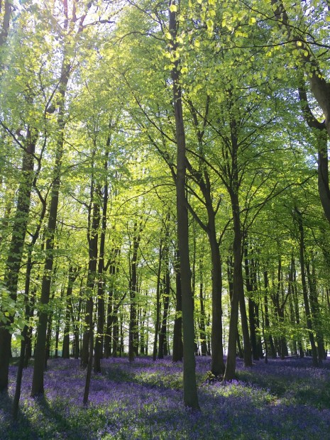 Beech trees and bluebells at Ashridge Estate