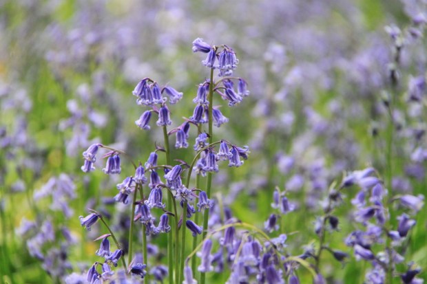 Bluebells at Ashridge