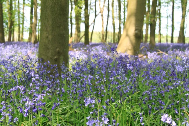 Carpets of bluebells at Ashridge Estate