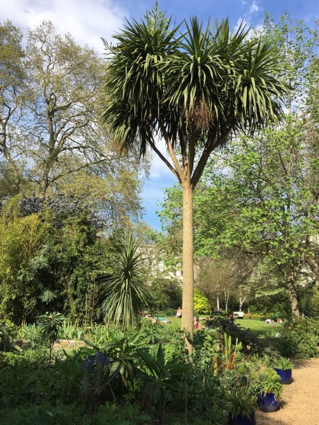 Cordyline australis adds structure beneath the towering plane trees at Eccleston Place