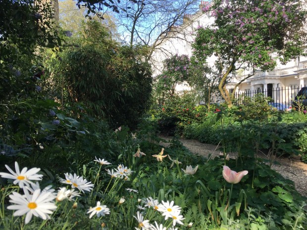 Daises and tulips, Camellia and Lilac set off against the ubiqitous Ceanothus at Eccleston Square