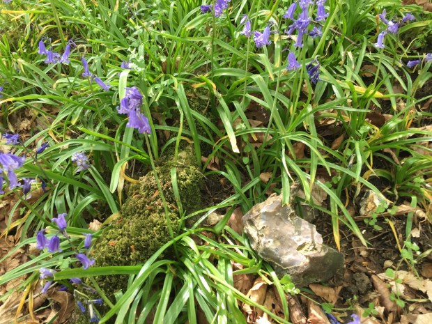 Flint, moss and chickweed amongst the bluebells