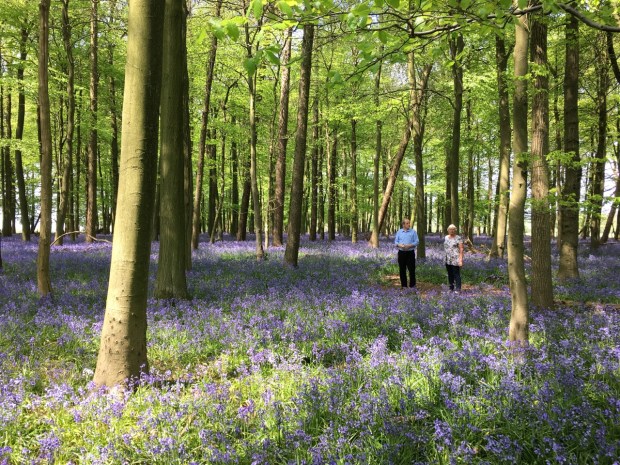 In the bluebells with Mum and Dad