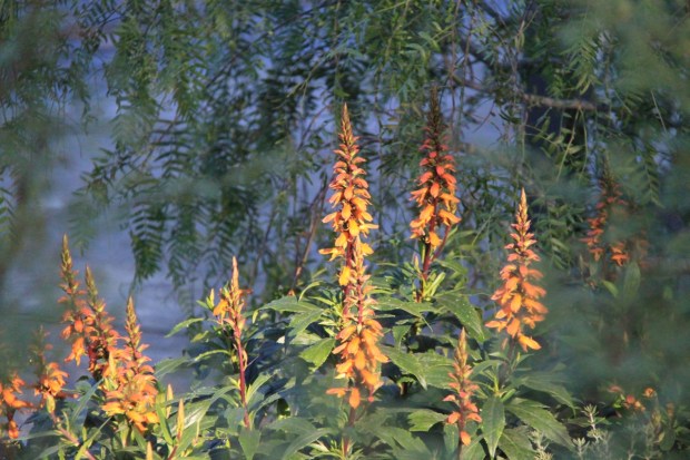 Isoplexis, framed by Schinus molle