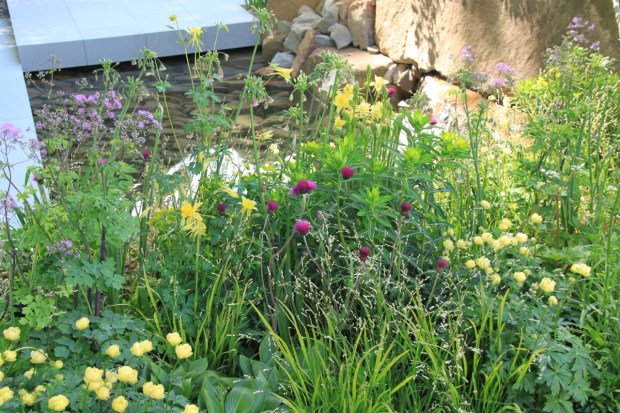 Just the prettiest colours and flower shapes in Cleve's 2016 Chelsea garden