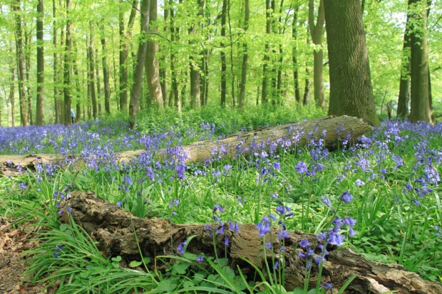 Lush growth layered up to the sky at Ashridge Estate